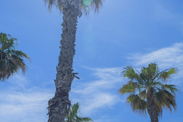 vacances-mediterranee-plage-palmier